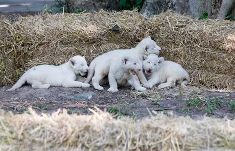 A Pride of White Lion Cubs Stock Photos