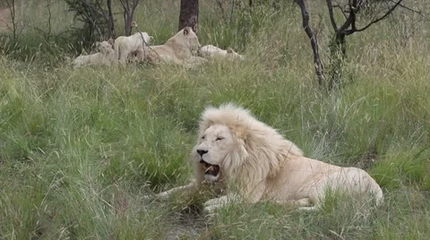 Pride of White Lions Vídeos de archivo 19558364