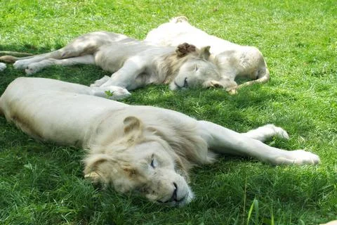 Pride of White Lions Stock Photos