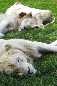 Pride of White Lions Stock Photos