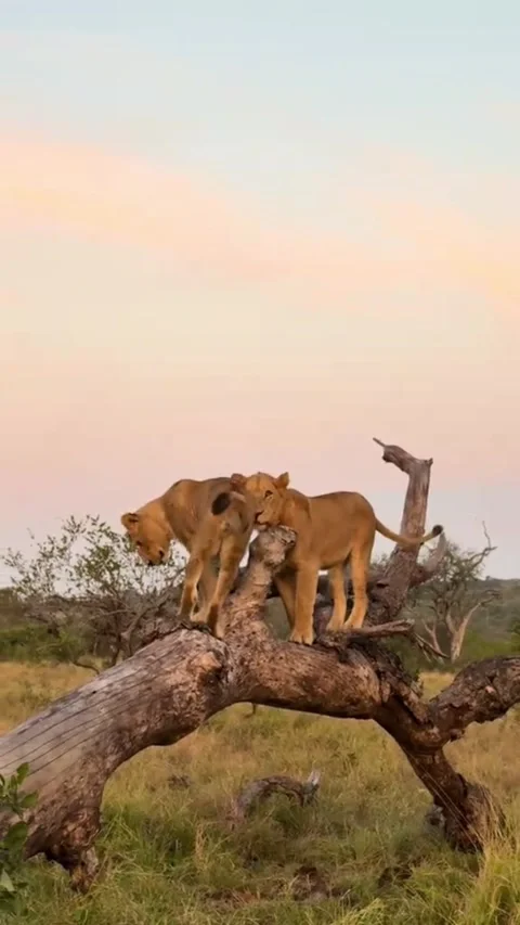 Pride of wild lions standing on a large fallen tree log at sunset Stock Footage 341732437
