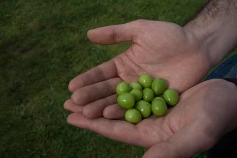 Priest plum Stock Photos