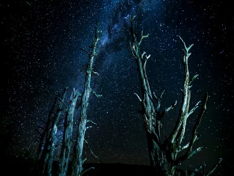 Primal Earth Images Bare Trees Milkyway 4k Stock Stock Footage 76983065
