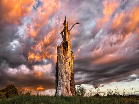 Primal Earth Images Dramatic Sunset Colours Clouds Stump Stock Footage 76983860