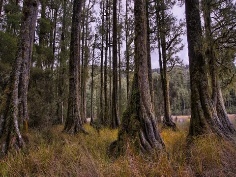 Primal Earth Images Native Forest Whirinaki 4k Stock Stock Footage 76978268