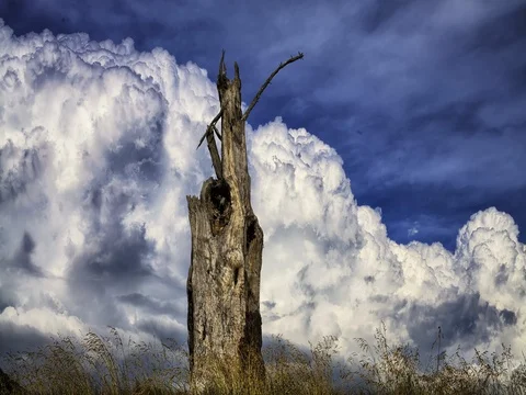 Primal Earth Images Stump Cumulous Clouds 4k Stock Stock Footage