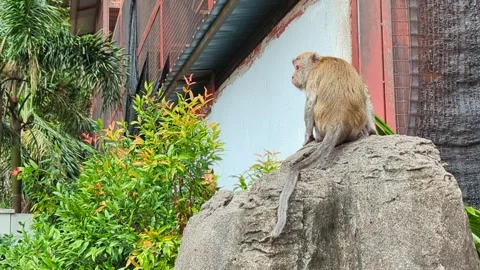 Primal Pose: A Monkey's Serene Repose on a Rocky Perch Stock Footage 248962583
