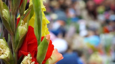 Primary and elementary school children and parents with bouquets of flowers.  Stock Footage 121529540