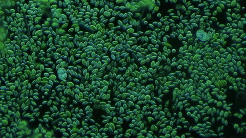 Primary broth under the microscope. The origin of life on Earth. Evolution Stock Footage 280559517