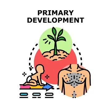 Primary development stages showing growth and maturation Stock Illustration
