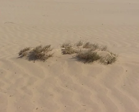 Primary dune + blowing wind in drifting sand area Stock Footage 52543939
