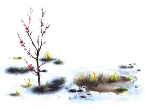 Primary flowers, blossoming spring tree, melting snow Hand drawn watercolor Stock Illustration