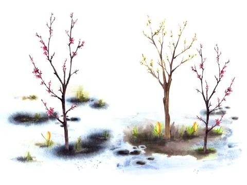 Primary flowers, blossoming spring tree, melting snow Hand drawn watercolor Stock Illustration