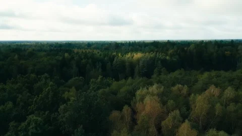 Primary Forest Poland Stock Footage 260630231