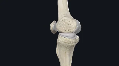 The primary function of the medial meniscus is to decrease the amount of stress 库存影片 252000264