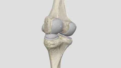 The primary function of the medial meniscus is to decrease the amount of stress 库存影片 252001939