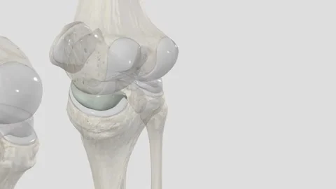 The primary function of the medial meniscus is to decrease the amount of stress 库存影片 252010092