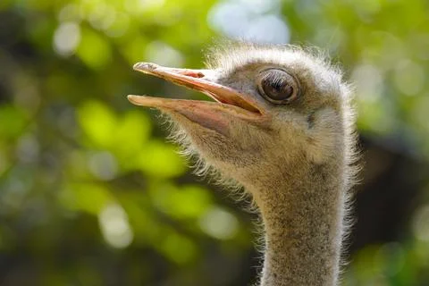 The primary functions of bird feathers Stock Photos