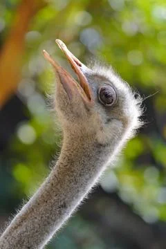 The primary functions of bird feathers Stock Photos