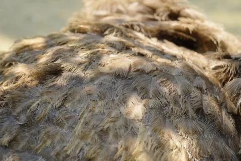 The primary functions of bird feathers Stock Photos
