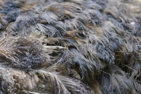 The primary functions of bird feathers Stock Photos