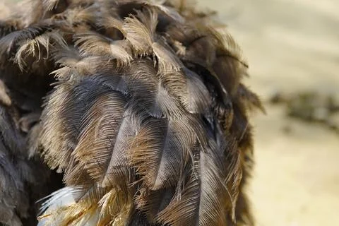 The primary functions of bird feathers Stock Photos