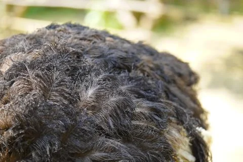 The primary functions of bird feathers Stock Photos