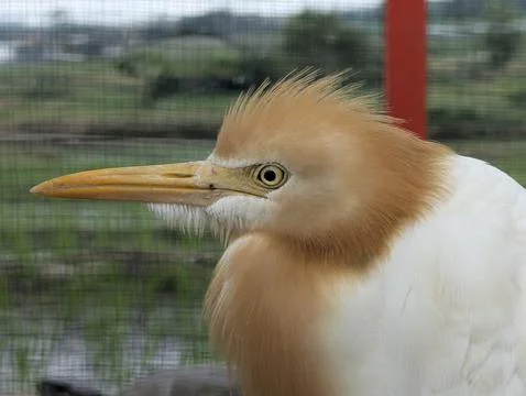 The primary functions of bird feathers Stock Photos