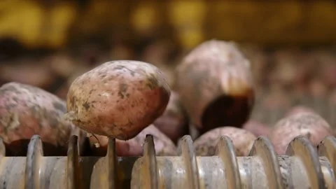 Primary processing of dirty red potatoes at sorting plant. close up view of Stock Footage 223023751
