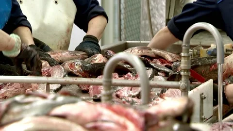Primary processing of fish, cutting shop, sorting, removal of heads and giblets, Stock Footage 102061500