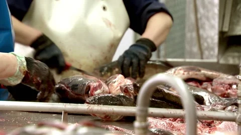 Primary processing of fish, sorting, removal of heads and giblets, caviar Stock Footage 102061394