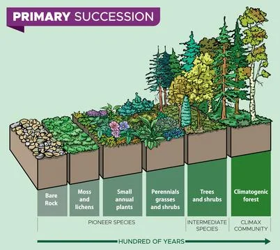 Primary succession Stock Illustration