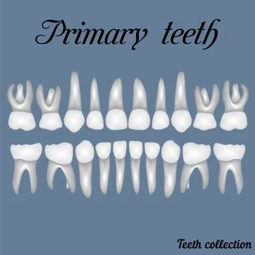 Primary teeth Stock Illustration