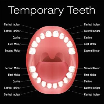 Primary Teeth Names Stock-Illustration
