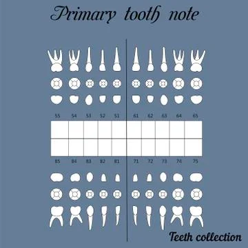 Primary teeth note Stock Illustration