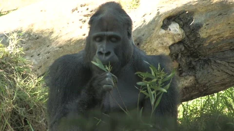 Primate 3 Stock Footage 537084