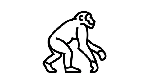 Primate ancestors human evolution line icon animation Stock Footage 326134023