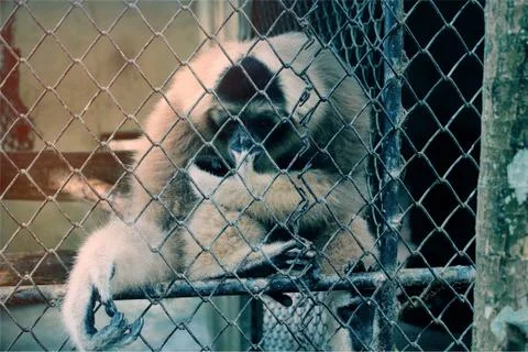 Primate in a cage 写真素材