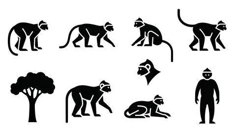 Primate evolution silhouette collection including monkeys and human figures.. Stock Illustration