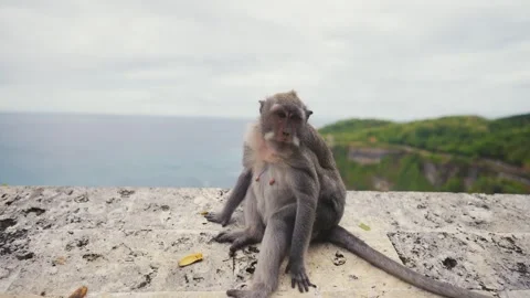 A primate with fur, a rhesus macaque, sits on a ledge gazing at the ocean Stock Footage 270356716