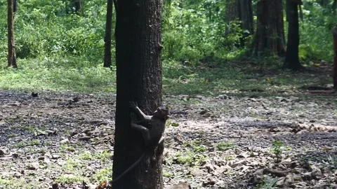 Primate life while climbing. a group of monkeys climbing a tree at sacred Stock Footage 166021837