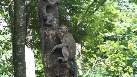 Primate life while climbing. a group of monkeys climbing a tree at sacred Stock Footage 166021860
