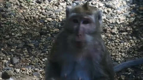 Primate life while eating fruit. Monkey eat yellow mango fruit at sacred Stock Footage 166019018