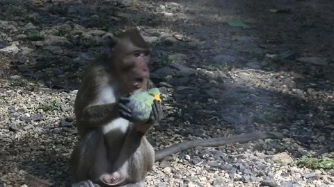Primate life while eating fruit. Monkey eat yellow mango fruit at sacred Stock Footage 166021797