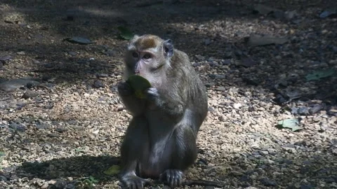 Primate life while eating fruit. Monkey eat yellow mango fruit at sacred Stock Footage 166021859