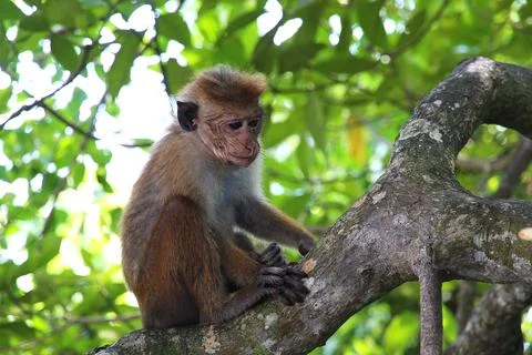 Primate macaque monkey sits on a venvi tree among the green foliage Stock Photos