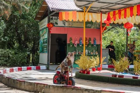 Primate Operating Miniature Cycle Foto stock