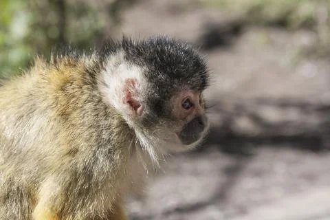 Primate Squirrel Monkey Portrait Side View Stock Photos
