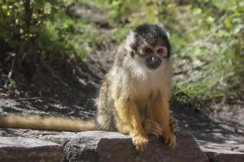 Primate Squirrel Monkey sitting on a stone Stock Photos