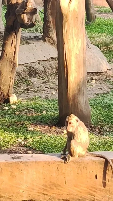 Primate Zoo Adventures 動画素材 286288083